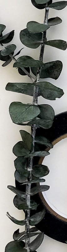 Eucalyptus branch laying on top of a roll of black washi tape